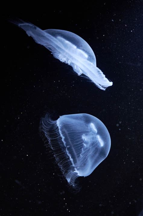 How moon jellyfish get about