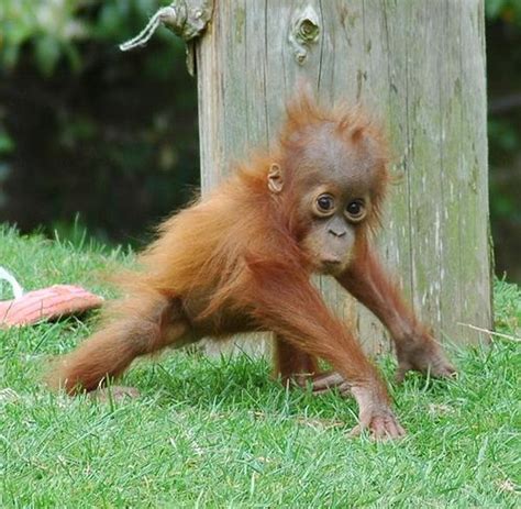 baby orangutan | Baby Orangutan Chester Zoo Zoo Animals, Animals And ...