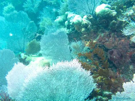 Snorkeling at Biscayne National Park