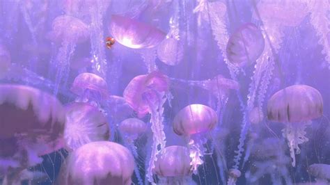 Desktop Jellyfish Wallpaper | WhatsPaper