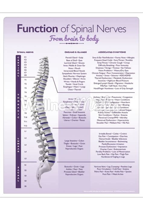 Chiropractic Spinal Nerve Handout