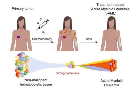 Cancer chemotherapy side-effects on blood cell development • healthcare ...