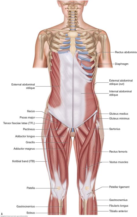 Muscles of the Lumbar Spine of the Trunk