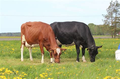 Why you should consider breeding for healthier dairy cows - Dairy Global