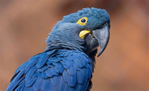 Lear's Macaw vs. Hyacinth Macaw - A-Z Animals