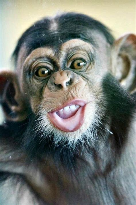 Funny Faces from Zuri the Baby Chimpanzee - ZooBorns