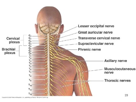 Spinal nerves cervical plexus 1 Peripheral Nervous System