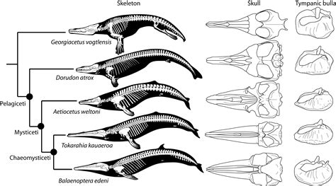 Skeletal evolution of baleen whales showing the new eomysticetid Tokarahia, a modern baleen ...