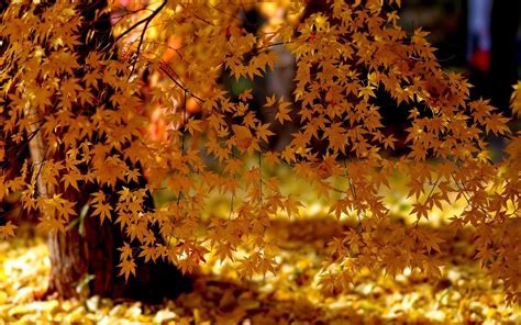 Autumn Maple Forest Wallpapers - Wallpaper Cave