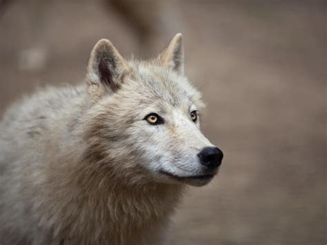 Arctic Wolf | Species | WWF