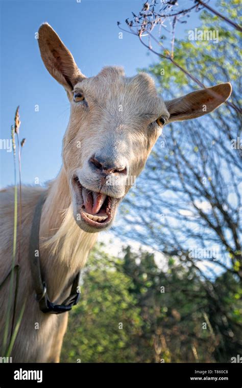 Funny goat between shrubs laughs and say Hey! Stock Photo - Alamy