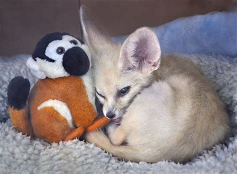 A Playful Baby Fennec Fox Romps Excitedly Around His Home at the San Diego Zoo Nursery