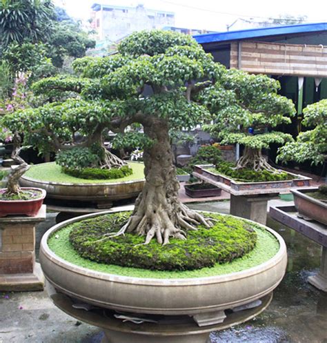 A Magical Land Where Almost Every House Has a Bonsai | Bonsai Bark