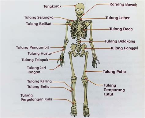 Ilmu 212 Otot Dan Sistem Gerak Manusia - Riset