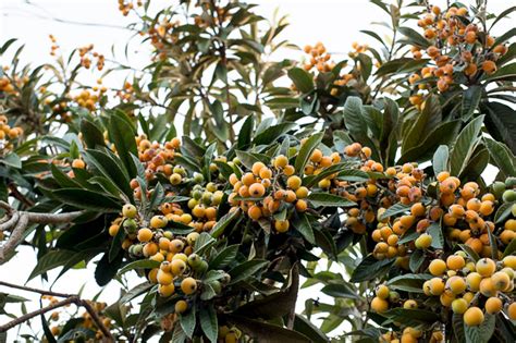 The Community Garden: Eriobotrya japonica (Loquat Tree) | Dirt, design ...