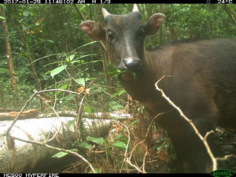 Securing Anoa and Babirusa, Sulawesi’s iconic endemic species ...