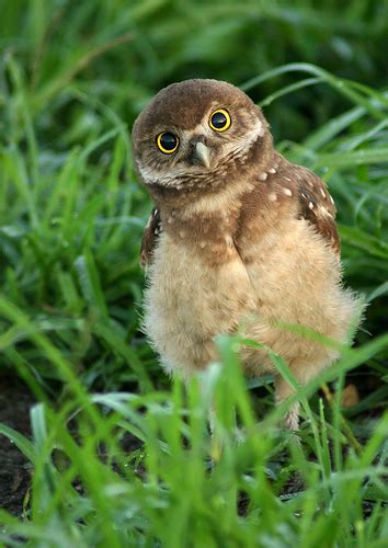 Baby Burrowing Owl