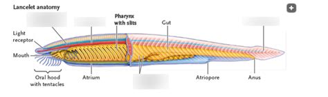 Lancelet anatomy Diagram | Quizlet