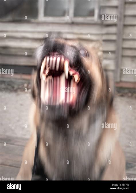 Angry dog barking hi-res stock photography and images - Alamy