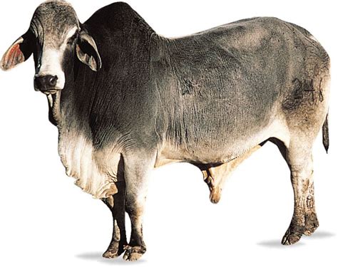 Why do brahman cattle have a hump