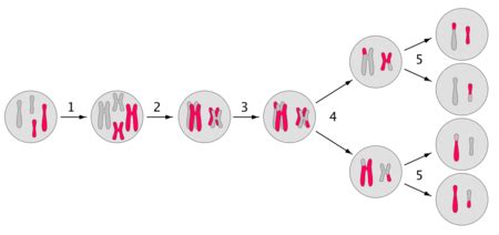 Aneuploidy | Definition, Disorders & Diagnosis - Lesson | Study.com