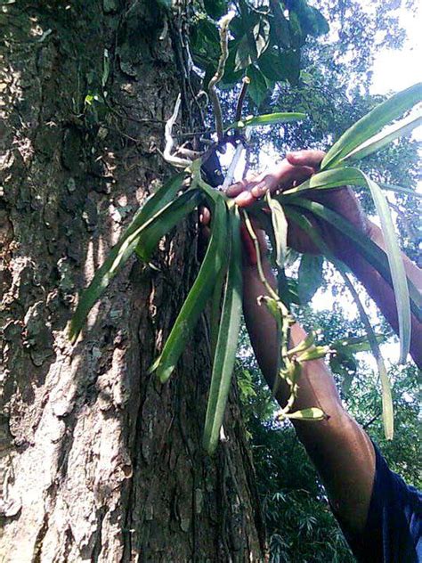 Berbagi Dari Balik Hijab: TANAMAN BUNGA ANGGREK HUTAN