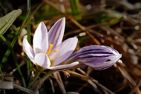 2+ Free Crocus Biflorus & Flower Images - Pixabay