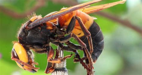 Two new species of Vespidae sighted in Assam for first time