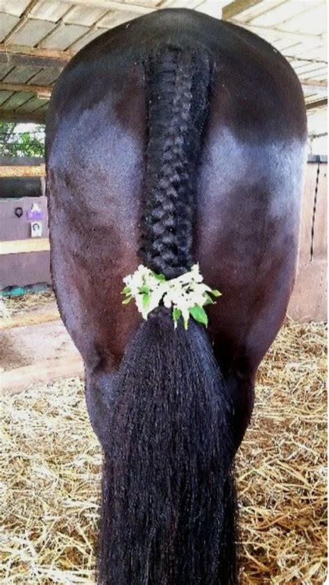 Pin by Judy Bade-Morrison on pin | Horse braiding, Horse braid, Horse mane