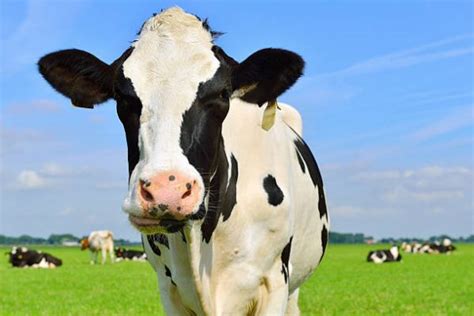 30 Best Cow Breeds for Meat and Milk You'll Want to Know About