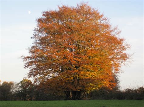 Beautiful Beech Tree in Autumn Colors