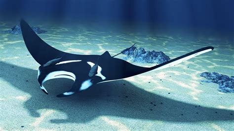 Manta Ray Wallpapers - Top Free Manta Ray Backgrounds - WallpaperAccess