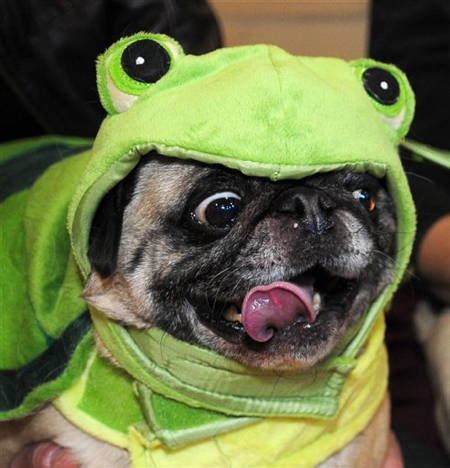 The Best Pug Costumes Known To Man