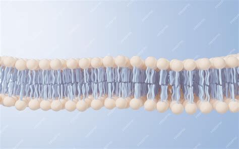 Structure De La Membrane Cellulaire Arrière-plan Rendu 3d Dessin ...