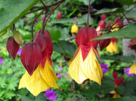 Abutilon 'Kentish Belle' - World of Flowering Plants