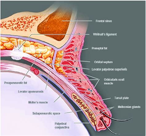 Eyelid Muscle Anatomy | atelier-yuwa.ciao.jp