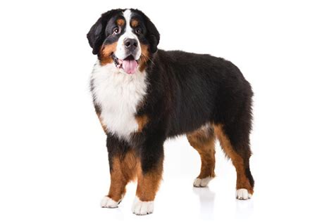 Bernese Mountain Dog vs Labrador Retriever - Breed Comparison