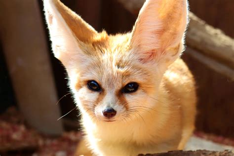 Facts About Fennec Foxes