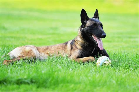 Is the Belgian Malinois German Shepherd Mix the Dog For You? - K9 Web