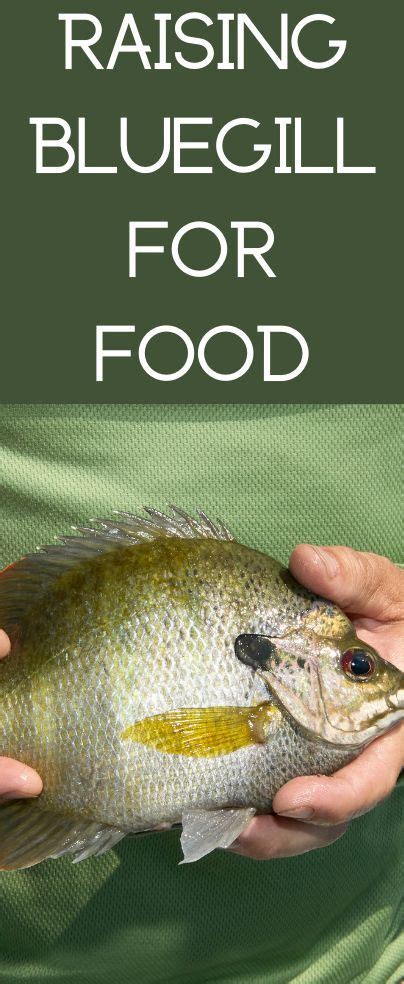 Raising Bluegill For Food | Aquaponics, Aquaponics aquarium, Best fish for aquaponics