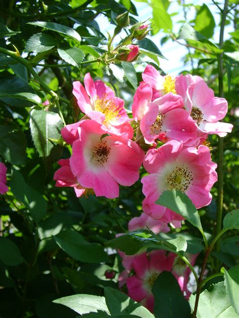 Wordless Wednesday – Wild Pink Roses – the last of June’s roses – Coneflower Soul