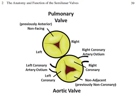 Semilunar Valve Diagram