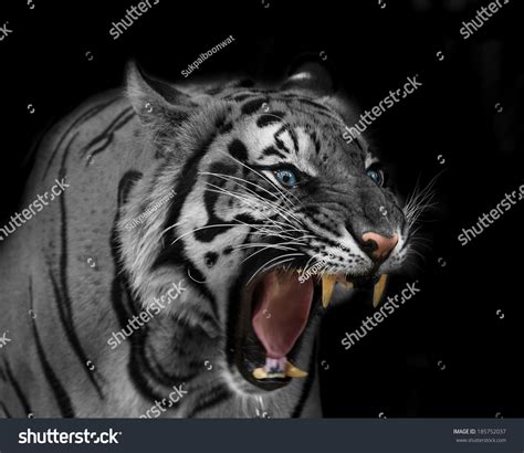 White Tiger Sumatran Tiger Roaring Stock Photo 185752037 | Shutterstock