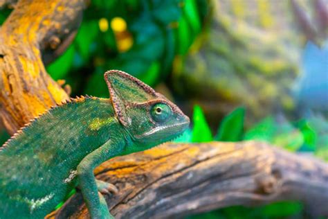 Chameleon Camouflage Stock Photos, Pictures & Royalty-Free Images - iStock