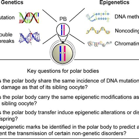 Key questions associated with polar bodies remain unresolved. The polar... | Download Scientific ...