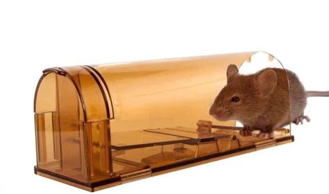 5 Best Vole Traps in 2020: Effective Humane & Killing Models