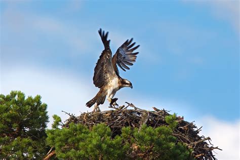 Nesting hawks terrorize Orlando golf course