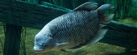 Giant Gourami · Tennessee Aquarium