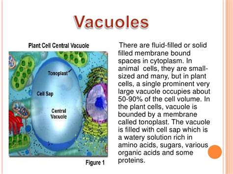 What Does Animal Cell Vacuole Look Like - fuzzy panda: The Body : What does animal cell vacuole ...