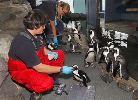 Penguin Feeding | Shows & feedings | Monterey Bay Aquarium